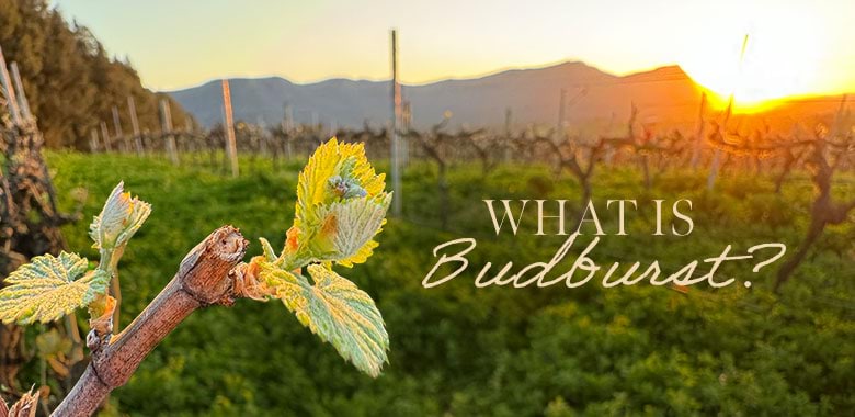 Budburst in the Hunter Valley