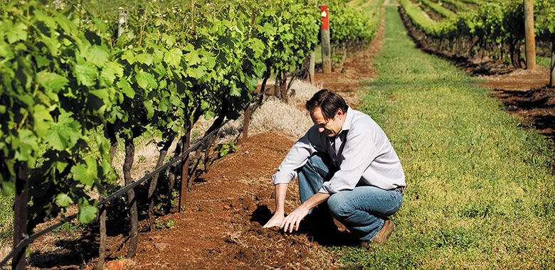 Andrew Margan at Margan Vineyard