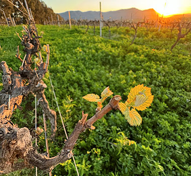 Budburst in Scarborough Vineyard