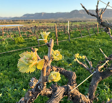 Budburst in Scarborough Vineyard