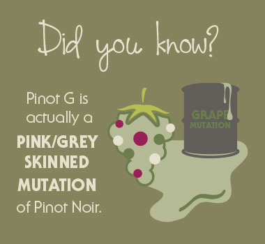 FACTS ABOUT PINOT GRIS/PINOT GRIGIO 
