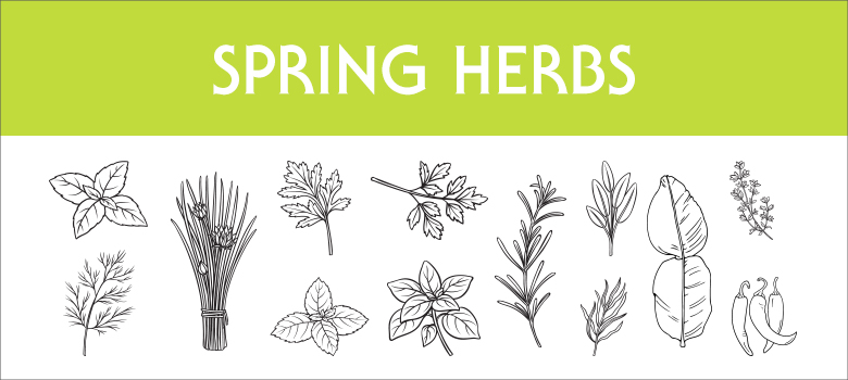 Herbs in season in Spring