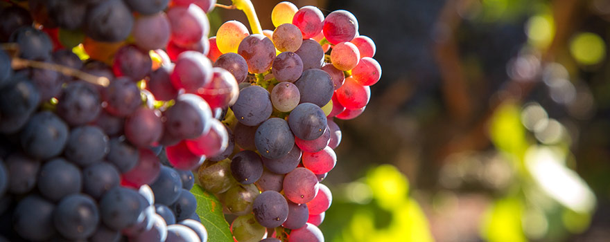 Australian Grenache Wine