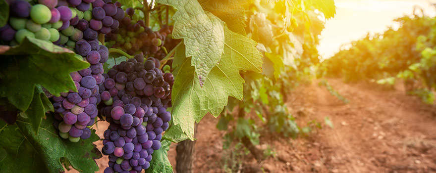 Australian Merlot Wine