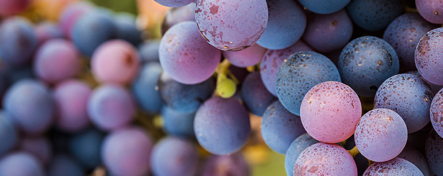 Australian Pinot Noir Wine