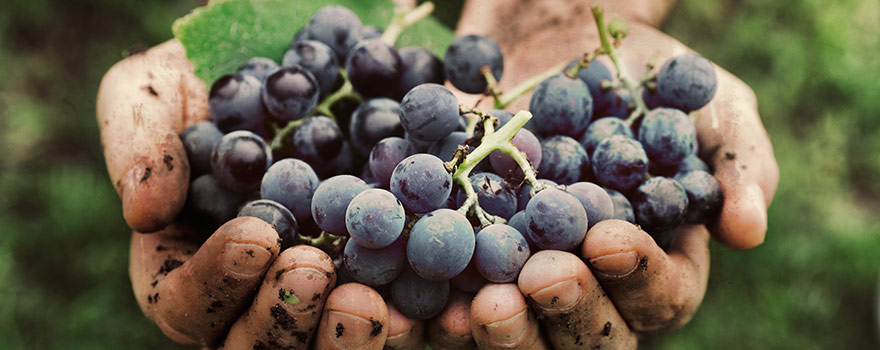 Image result for shiraz grape