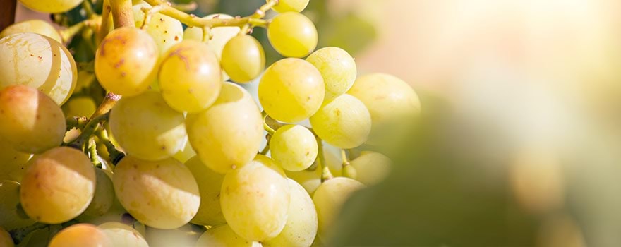 Australian Semillon