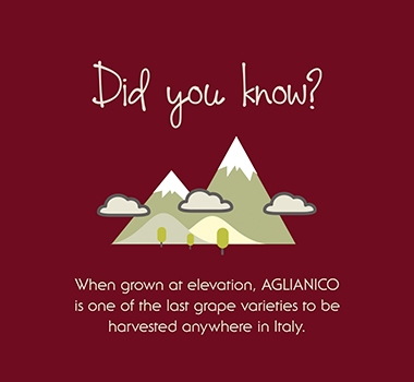 Aglianico wine infographic fact - when grown at elevantion Aglianico is one of the last grape varieties to be harvested in Italy.