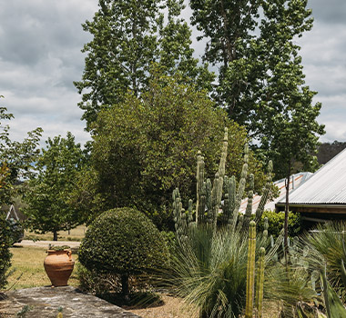 Armando Percuoco's garden in his home near Wollombi