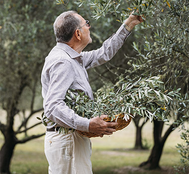 Armando Percuoco picking olives on his olive farm near Wollombi