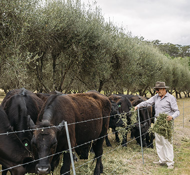 Armando Percuoco feeding the cattle on his farm near Wollombi