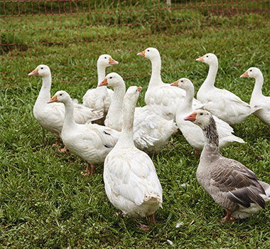 Geese on the Boon Luck Farm