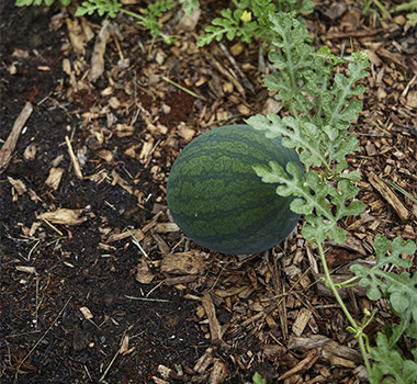 Harvesting fresh watermelon on Palisa Anderson's farm