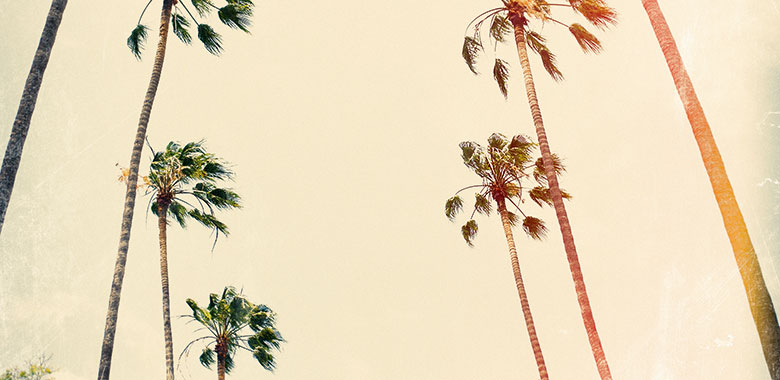 California travel blog Beverly Hills palm trees