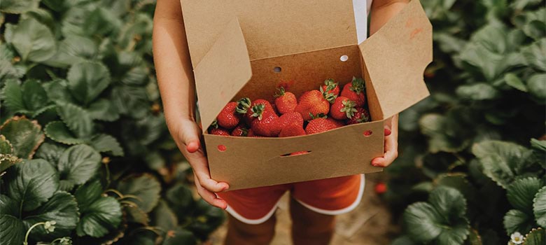 Get picking at beloved Beerenberg Farm.