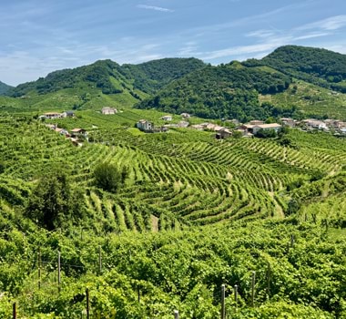 The lush Prosecco Hills of Valdobbiadene