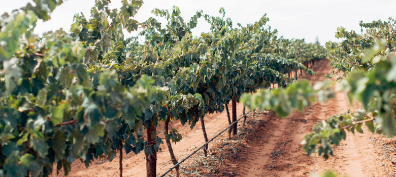 Among the vine rows in the wine region of South Australia's Riverland