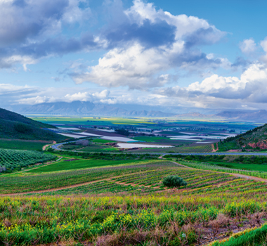 A view of vineyards in South Africa's Swartland wine region