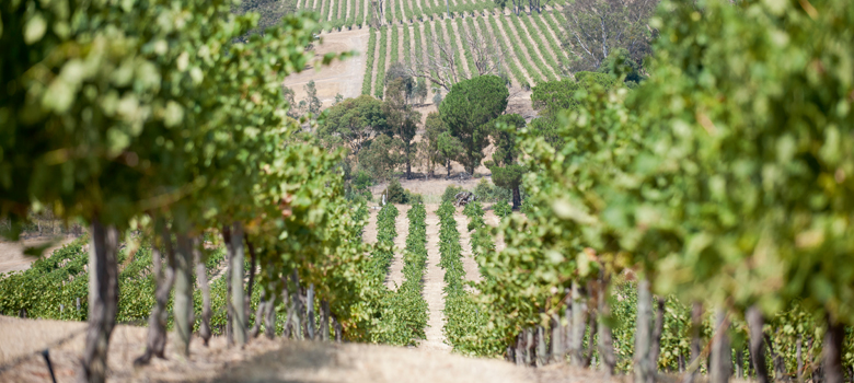 The undulating beauty of the Glenlofty vineyards in the Pyrenees wine region