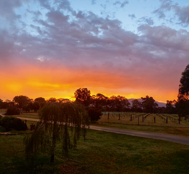 Sunrise over the vine rows of Clayfield Wines in the Grampians wine region