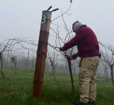 A man tending to mist-cloaked vines at Clayfield Wines.