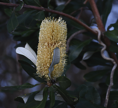 Beauty is all around, on every tree, ready to absorb