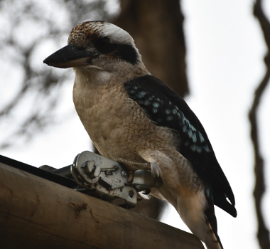 The laughing song of this Australian icon provides a great soundtrack to your story