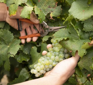 Thomas Wines