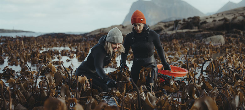 Hand harvesting seaweed on the shores of the Lofoten islands in Norway