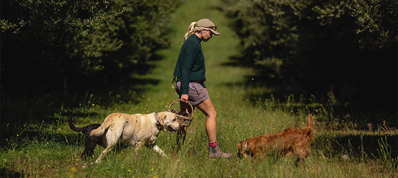 Collecting black truffles; on the hunt with the dogs of Truffle Farm (Credit: Jess Bonde)