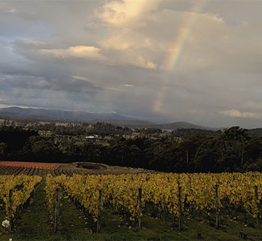 Weekenders Guide to Northern Tasmania - Grey Sands Vineyard