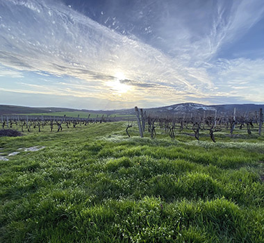 The atmospheric skies about Hungarian vines. (Image credit: Belinda Luksic)