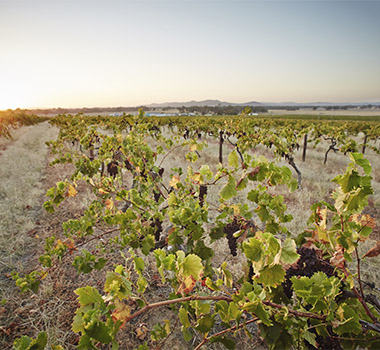 Morris of Rutherglen vineyards