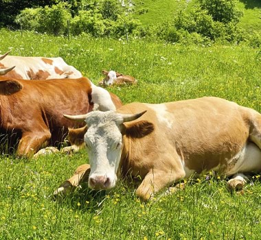  livestock of Abruzzo feed on fresh pastures