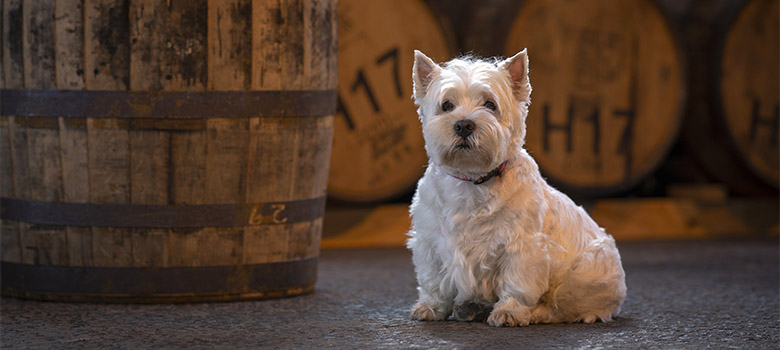 Angus the 'Westie' Distillery Dog from Launceston Distillery