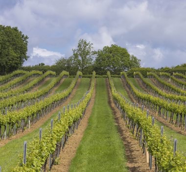 Charles Palmer vineyards