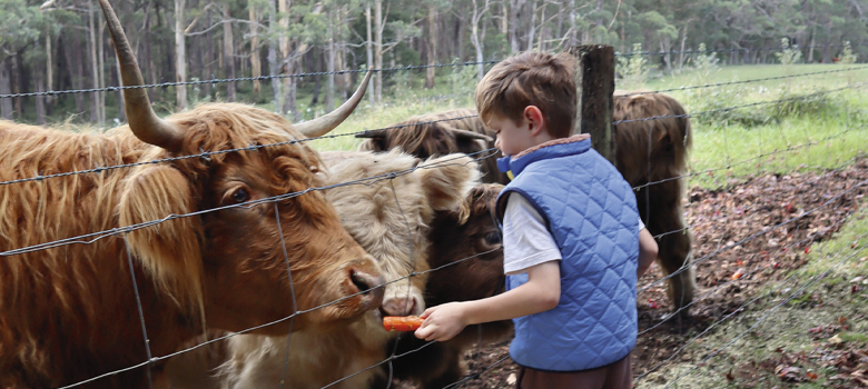 Young boy feeding cattle