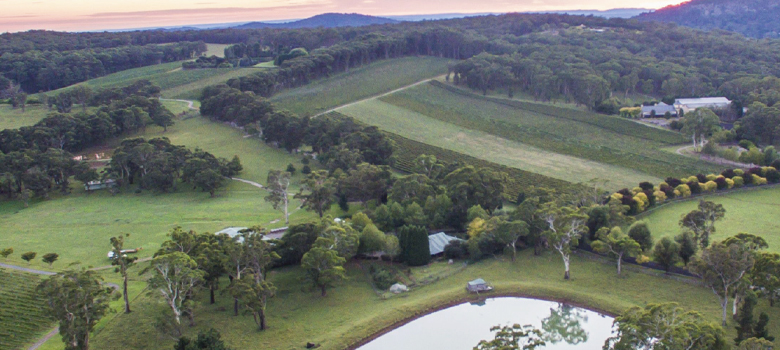 Centennial Vineyards