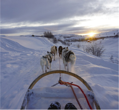 Dog sled tours through the icy wilderness