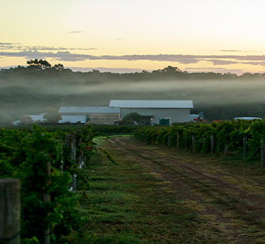 Juniper Estate vineyards at dawn in the fog