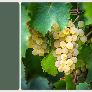 Cath Oates, Oates End Wine