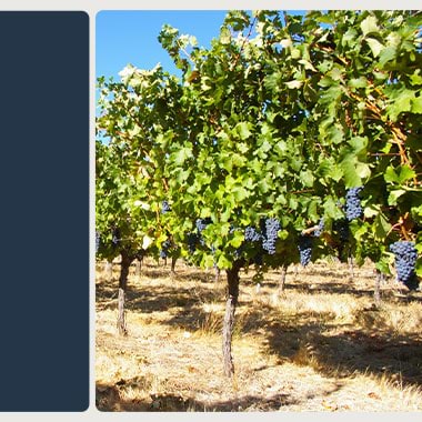 Catherine Edwards Wines