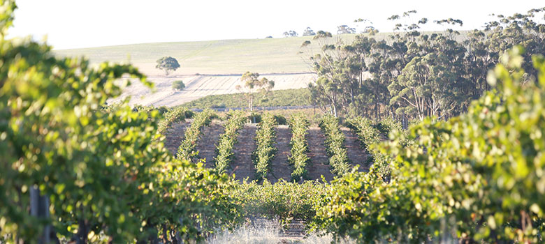 The vineyards at Kilkanoon in the Clare Valley