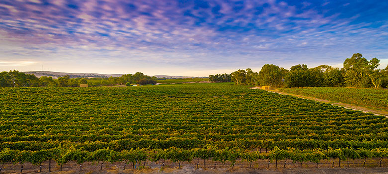 The vineyards of Pikes in the Clare Valley