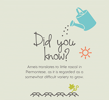 Arneis Did You Know Infographic