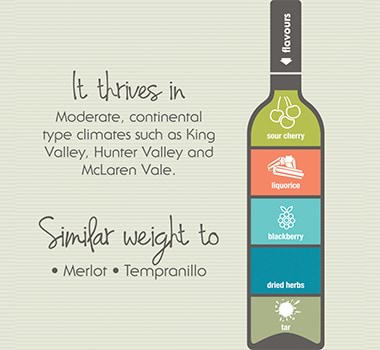 What does Barbera Taste Like Infographic
