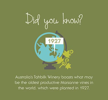 Did you know Marsanne Infographic