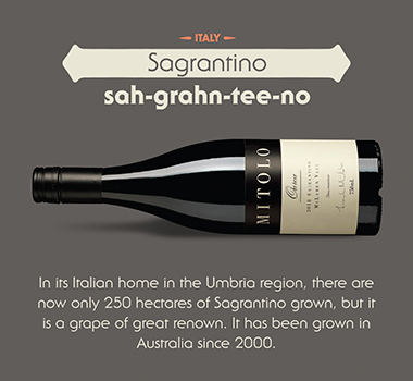 Sagrantino Wine Infographic