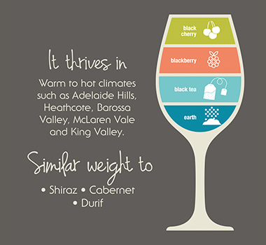 Sagrantino Wine Flavours Infographic