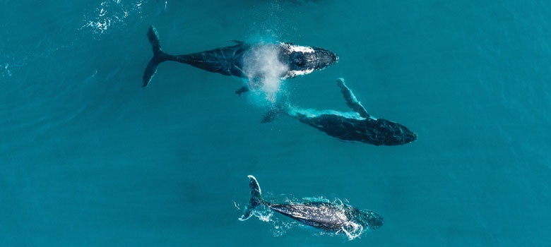 Whale watching is one of the best things to do in the Margaret River region